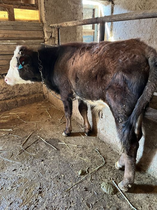 Бука сотилади сментал гибрит соглом