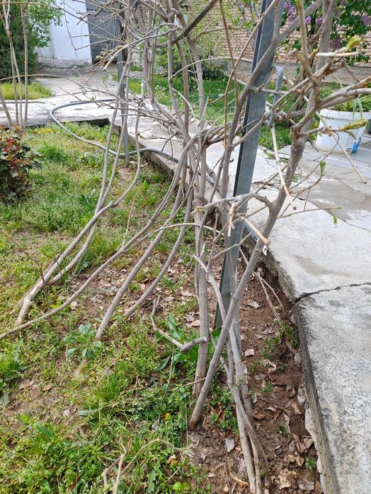 Продам саженцы глицинии