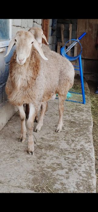 Арашан тоқты кошкарлар