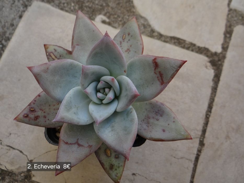 Сукуленти Echeveria различни видове