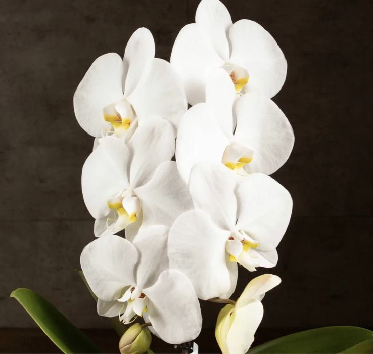 Королевские орхидеи