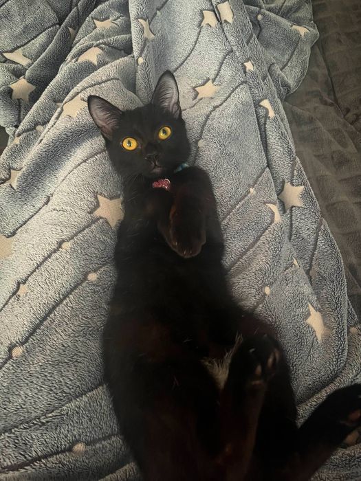 Котёнок 8 месяцев