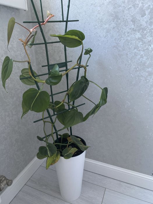 Продам цветок комнатный