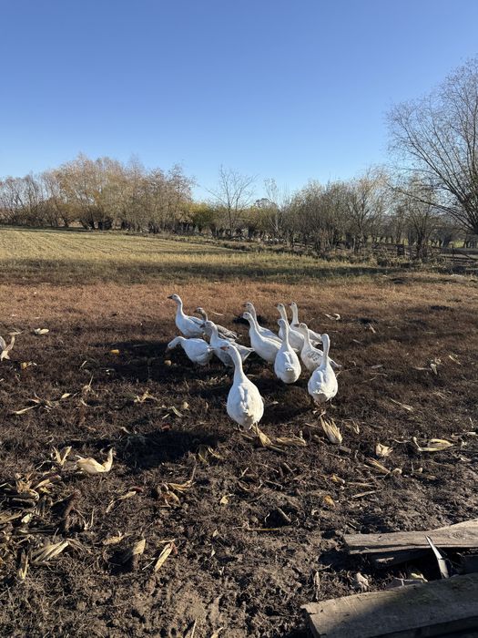 gâște crescute natural în gospodărie