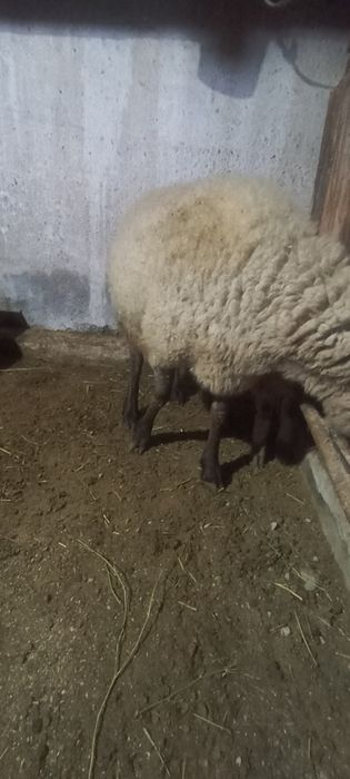 Семіз қой сатылады