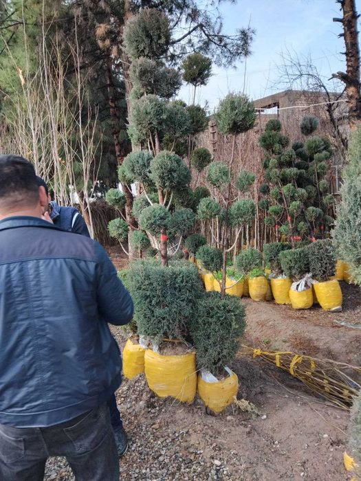 Банзай можжевельник арчалари