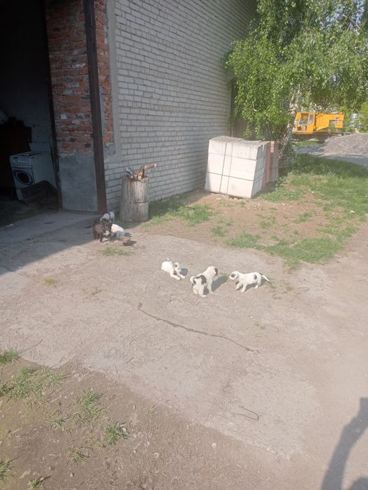 Отдадим щенят в хорошие руки.