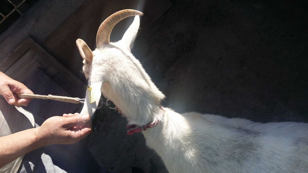 Тозза занен ечки