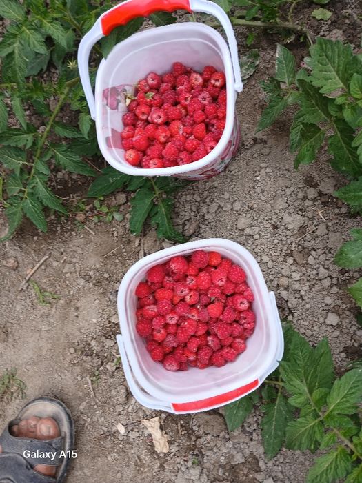 Malina kuchatlari sotiladi