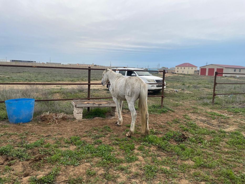 Айғыр сатылады полу кров