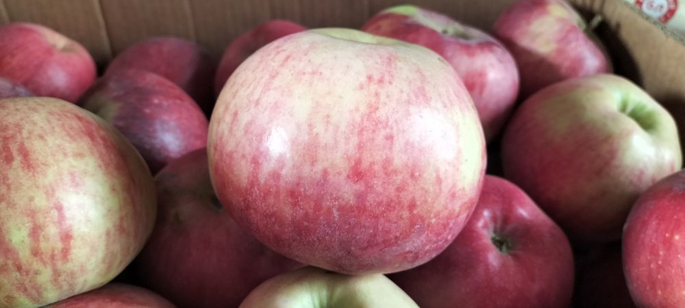 Продам яблоки( апорт,кандиль)