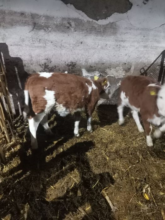 De vânzare 2 vitele baltate românești