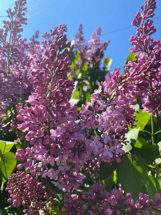 Сирень с собственного огорода