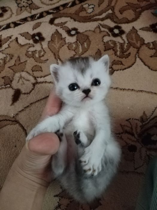 Продам котят шотландцы