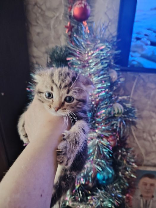 Шотландский фолдик