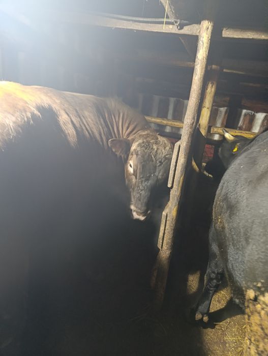 Продам быков срочно