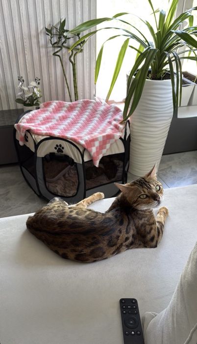 Бенгалы котята в хорошие руки