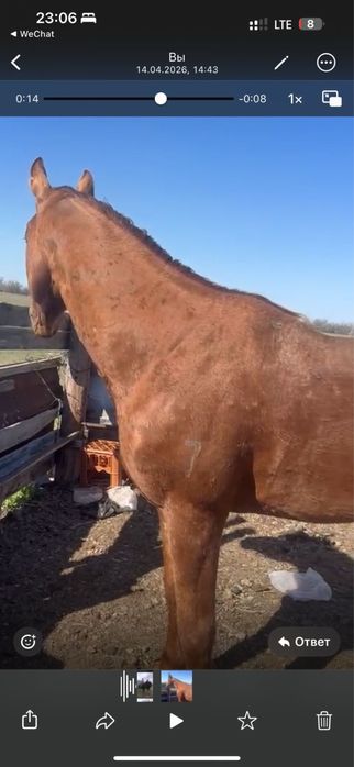 Продается  Тұмар айғыр