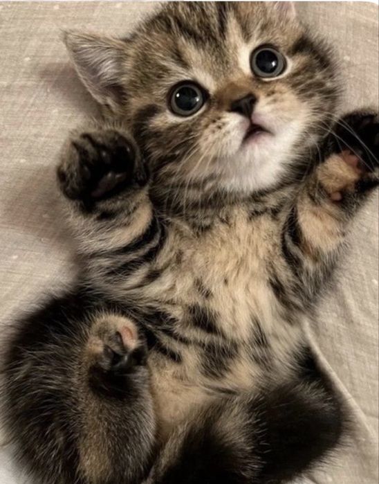 Передержка кошек