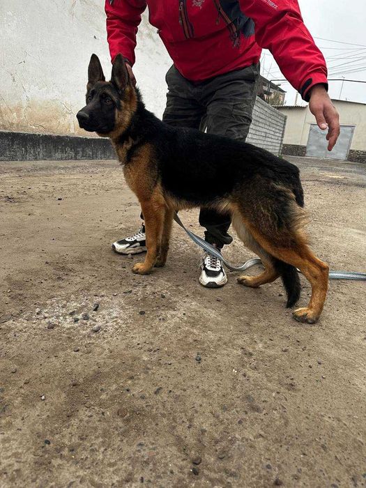 Немецкая овчарка 6 месяцев