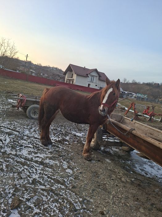 De vânzare o mânza