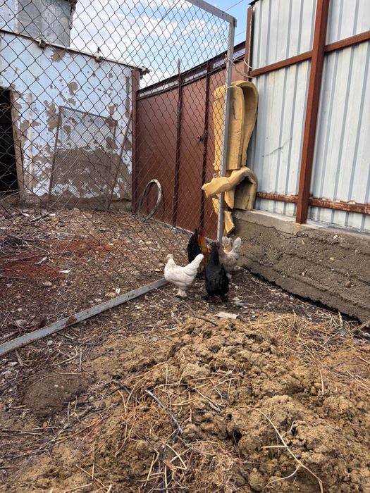 карликовые куры семейка