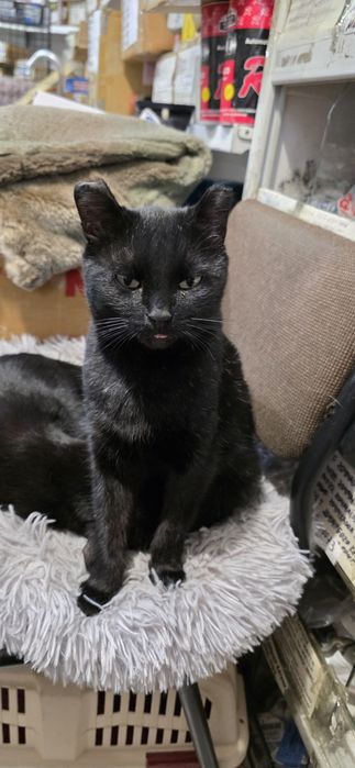 Отдам кошечку в добрые руки