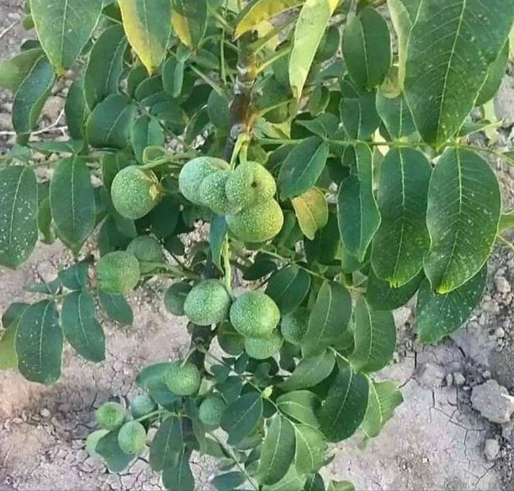 Karlek VA polekarlek yongoqlar 100%