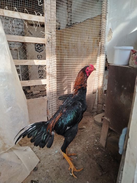 Жужа сотилади зотка