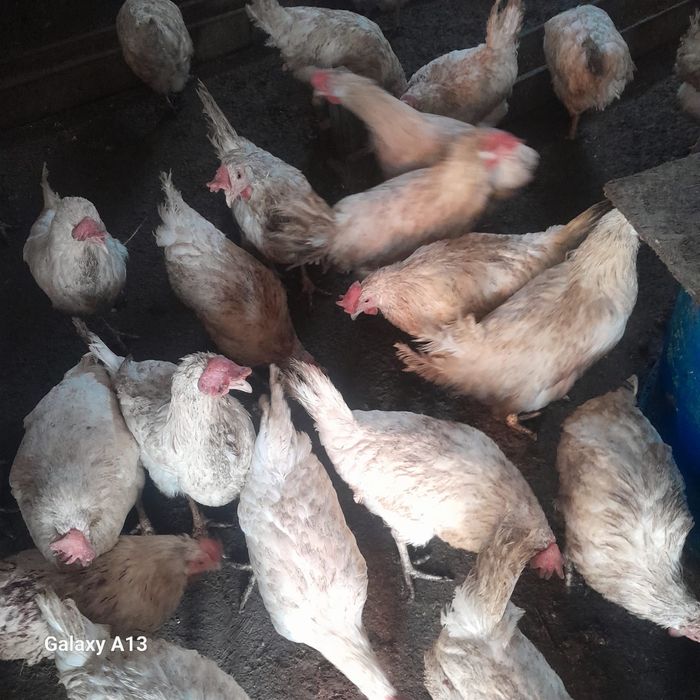 Куры несушки по 1200 теңге
