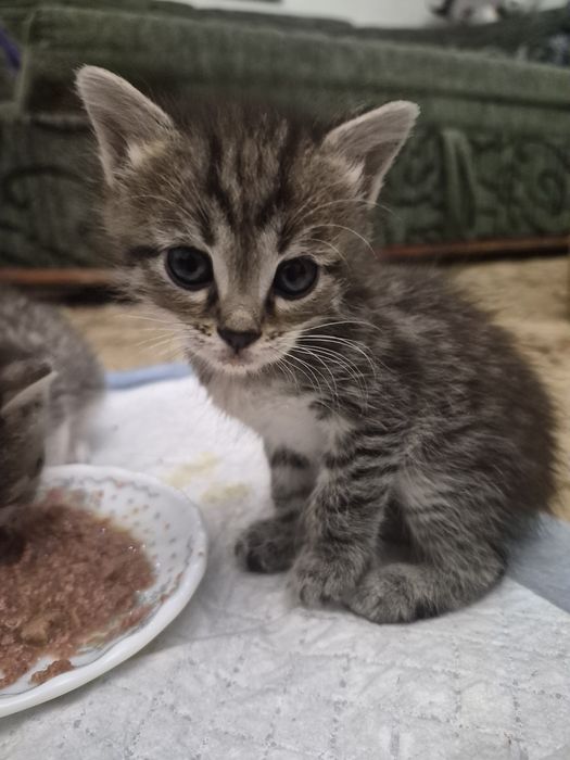 Милые котята ждут своих добрых хозяев! .