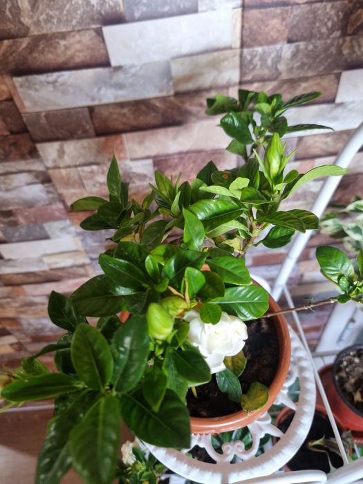 Гардения Ароматний Gardeniya daraxt guli Arzon narxda Tayyor holatda T