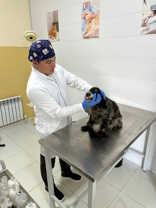 Veterinariya klinika xizmati  Samarqand va Kattaqoʻrgʻon