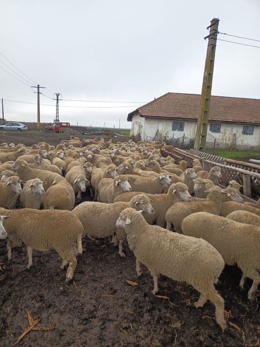 Vand oi cu miei 300 capete!