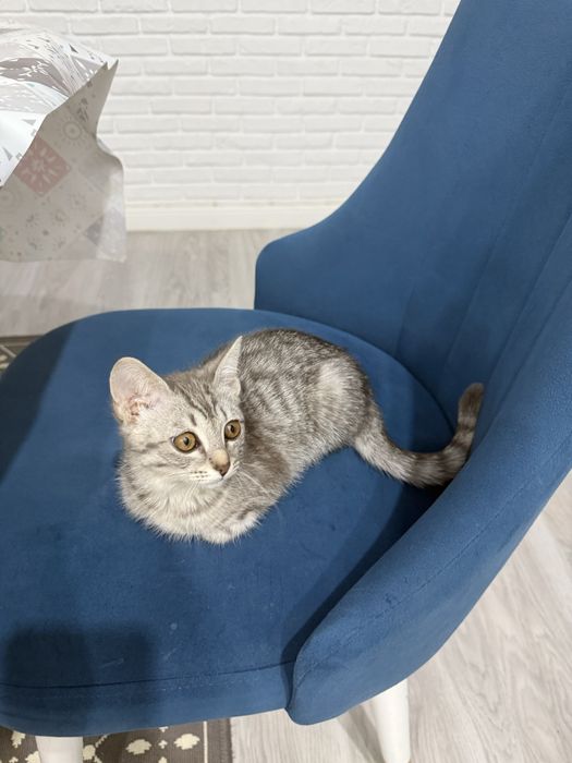 котенок отдам в добрые руки девочка