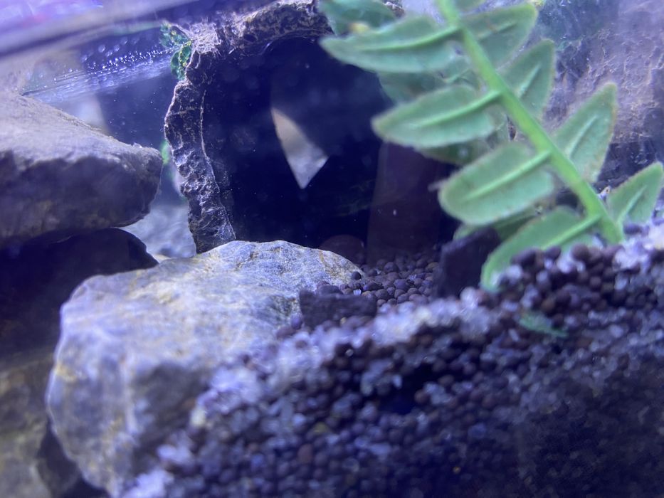 Черепаха красноухая 25 000 тг