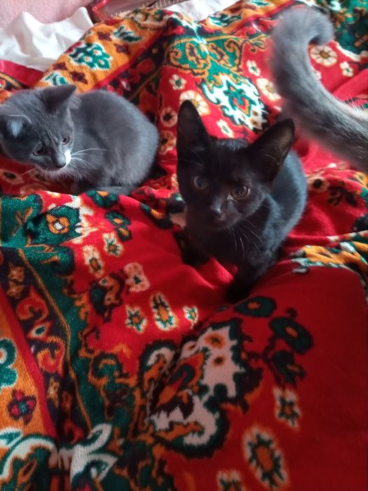 Котенок девочка добрым людям