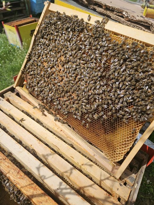 Familii de albine de vanzare