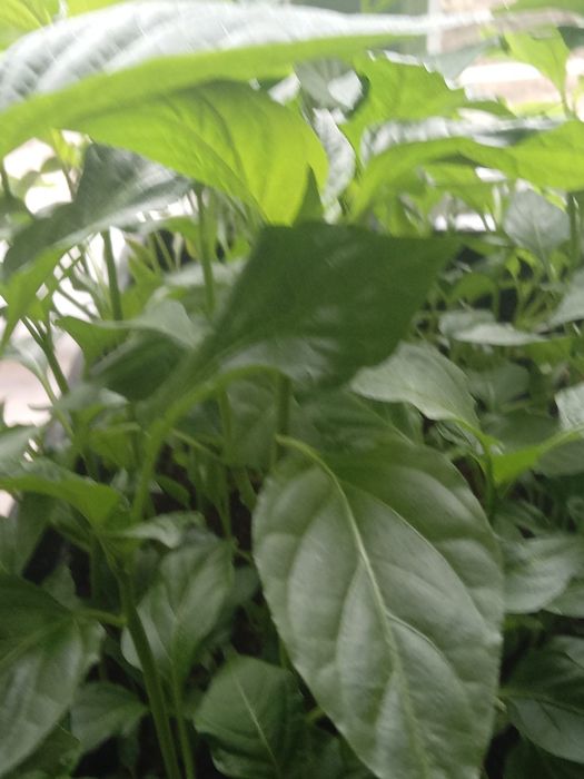 Продам рассаду перец баргаский