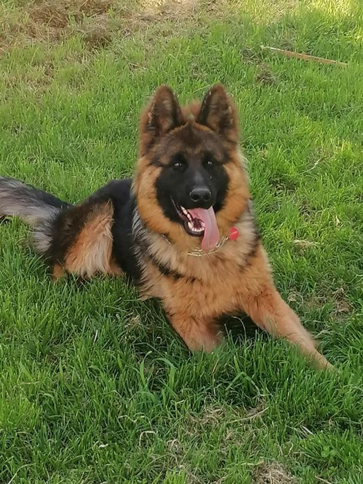 СПЕШНО Мъжка немска овчарка с родословие