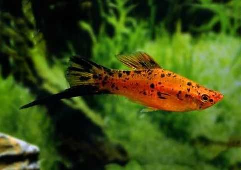 guppy, xifo, plante, accesori, acvariu