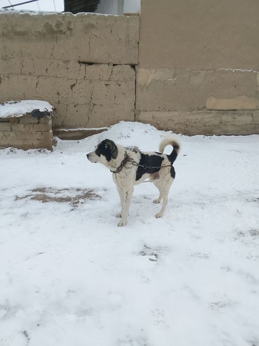 Alabay Buldozer linya kuchug sotiladi erkak