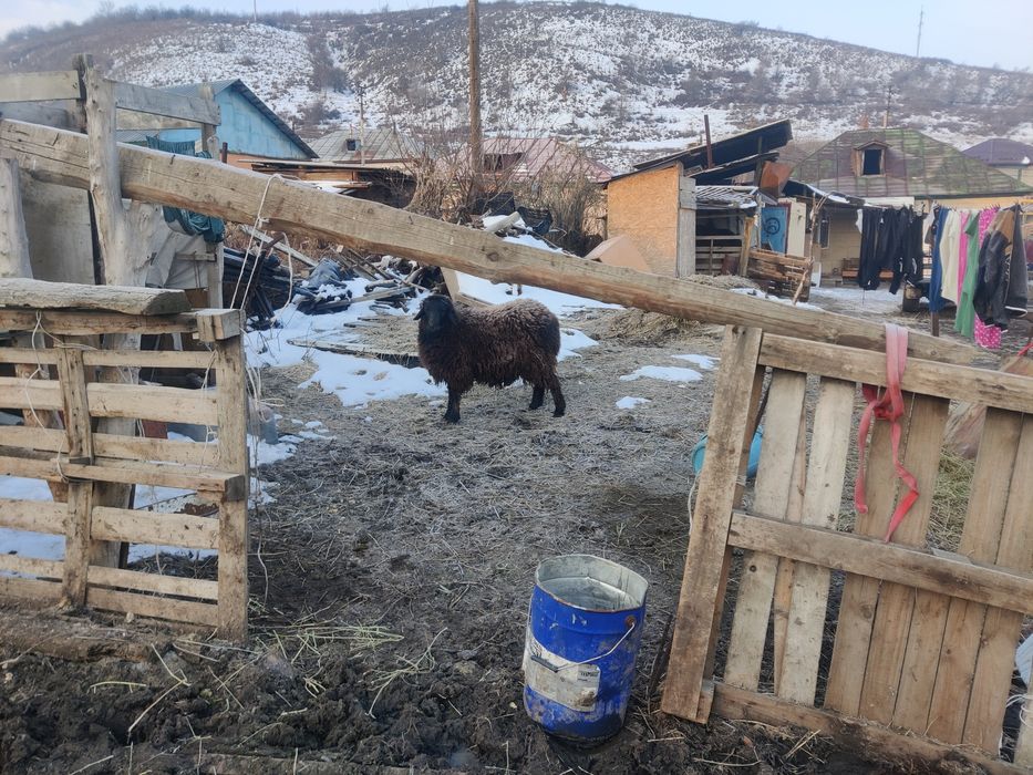 Продам барана кочкар