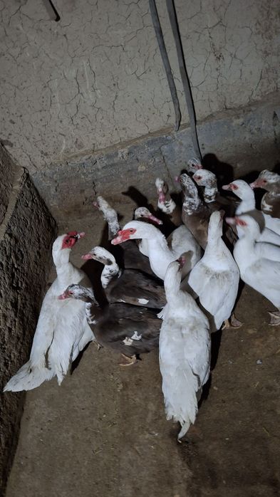 Katta Indautkalar sotiladi