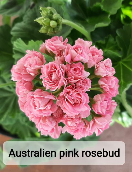 Укоренённые черенки сортовых пеларгоний