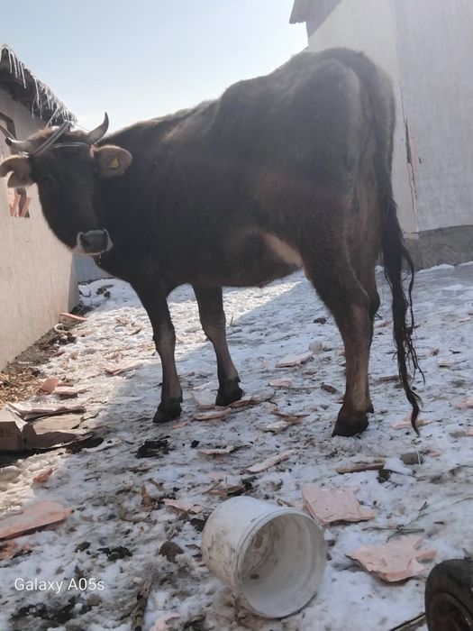 Бузаулы сиыр сатылады