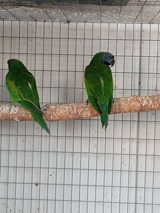 Pui papagali marele Alexandru