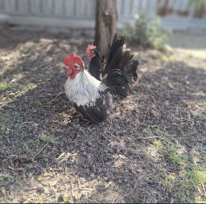 Декоративные петушки Шабо