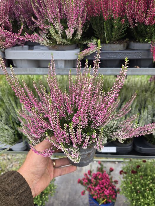 Calluna vulgaris angro