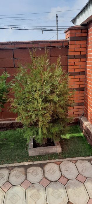 Продам два дерева туя